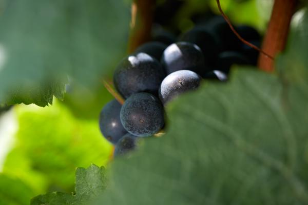 vendanges 2018