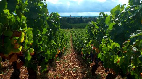 vendanges 2018